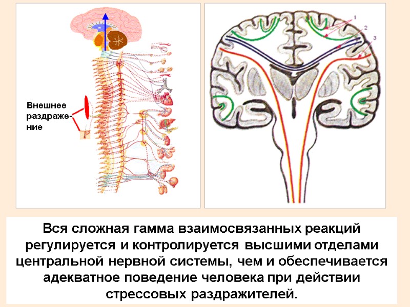 Вся сложная гамма взаимосвязанных реакций регулируется и контролируется высшими отделами центральной нервной системы, чем